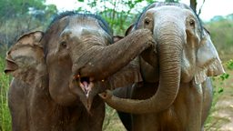 Image for Sri Lanka: Elephant Island
