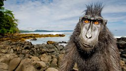 Image for Meet The Monkeys