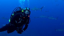 Image for Great Barrier Reef