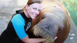Image for Walrus: Two Tonne Tusker