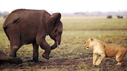 Image for Africa's Giant Killers