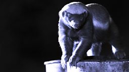 Image for Honey Badgers: Masters of Mayhem