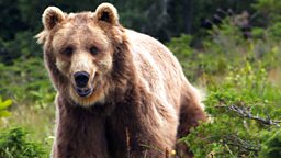 Image for France: The Wild Side