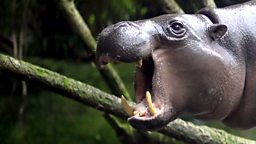 Image for The Pygmy Hippo: A Very Secret Life
