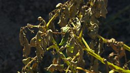 POTATO BLIGHT