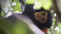 Baby chimp peaks through the canopy