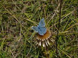 Male Adonis Blue butterfly