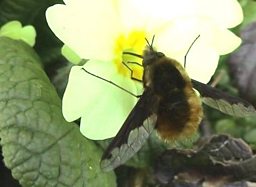 A Dark Edged Bee-Fly taking time out for a snack