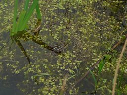 Norfolk pond