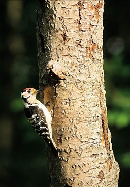 Male Lesser Spotted Woodpecker