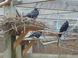 Rooks at Nest in Aviary