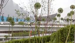 Flower heads waft in the wind