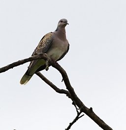 Turtle Dove