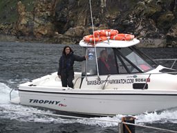 In Search Of Basking Sharks 