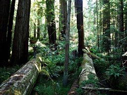 Giant Forest