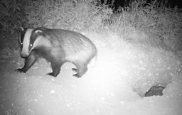 SALISBURY PLAIN’S BARROWS AND BADGERS
