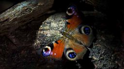 A Peacock butterfly hibernating in a log pile