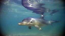 Baby bottlenose dolphin