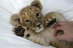 Barbary lion