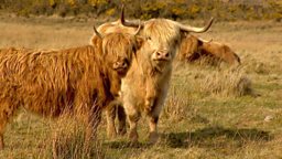 Mull Abattoir