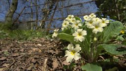 March In Bloom – Primrose
