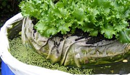 The Floating Gardens of Dickleburgh