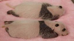 Panda twins