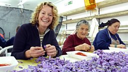 Saffron workers