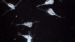 Photo: Plankton