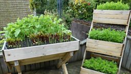 Plants on the decking