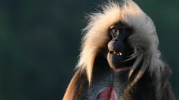 Photo: Gelada baboon