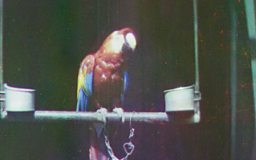 Early colour pictures 