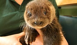 Orphaned Otter Cubs 