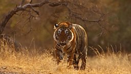 Baghani - Tigress