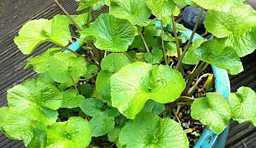 When Bob met James Wong: WASABI  Wasabia japonica
