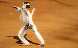 Dancing sifaka