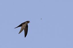 Swift in Flight