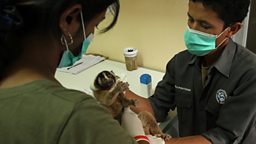Loris examined by vet
