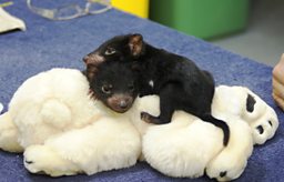 Tasmanian devil