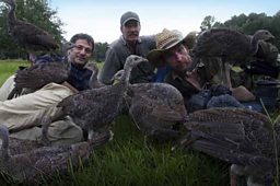 WILD TURKEYS CLAMBERING OVER CREW