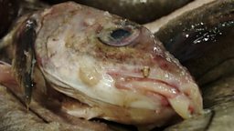 Photo: Fish