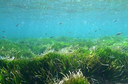 Rachel Sussman - Sea Grass