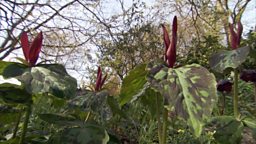 Woodland Garden -Trillium chloropetalum.