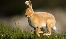 Rathlin’s Golden Hares
