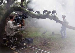 FILMING THE WILD TURKEY FAMILY