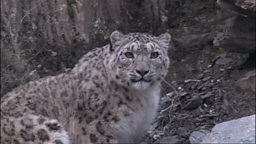 SNOW LEOPARD