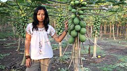 GM CROPS