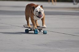 Tillman the skateboarding dog