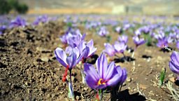 Saffron