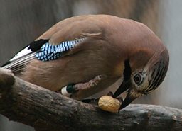 Eurasian Jay in Aviary
